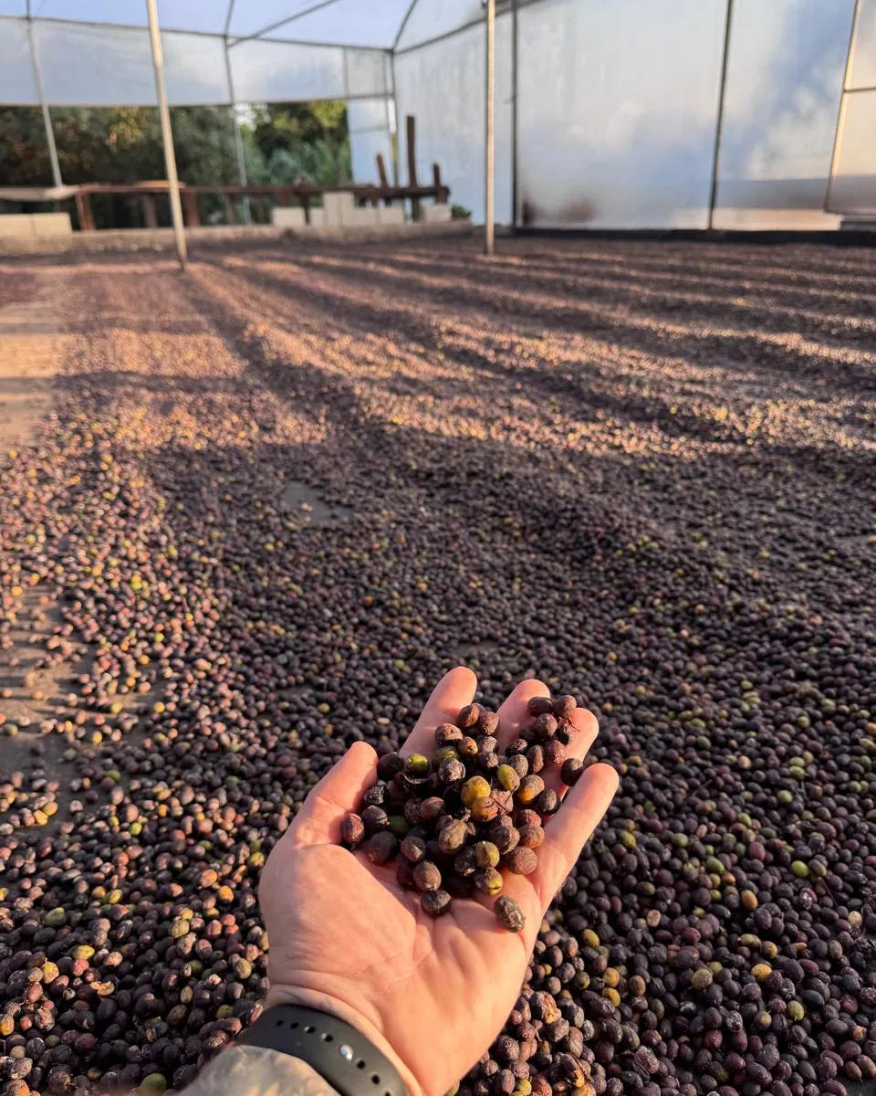 Mão segurando café natural em secagem, em estufa na fazenda